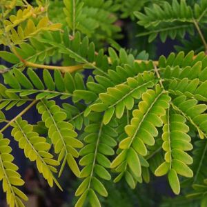 Gleditsia triacanthos 'Sunburst' 10-12 SS